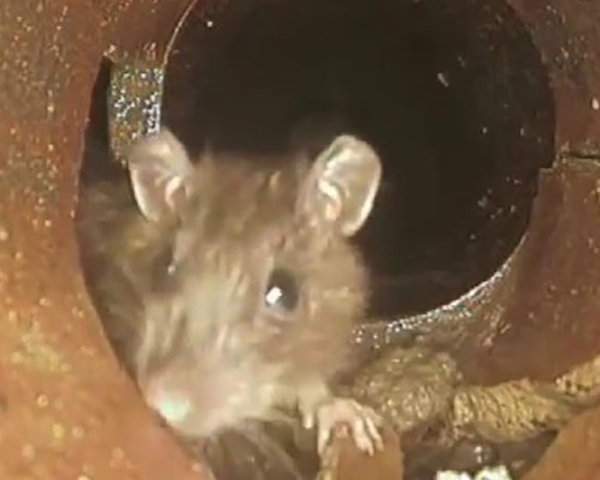 Rat in pipe